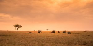 Tanzania Tanzania