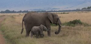 Tanzania Tanzania