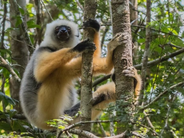 Diameded Sifaka Diameded Sifaka