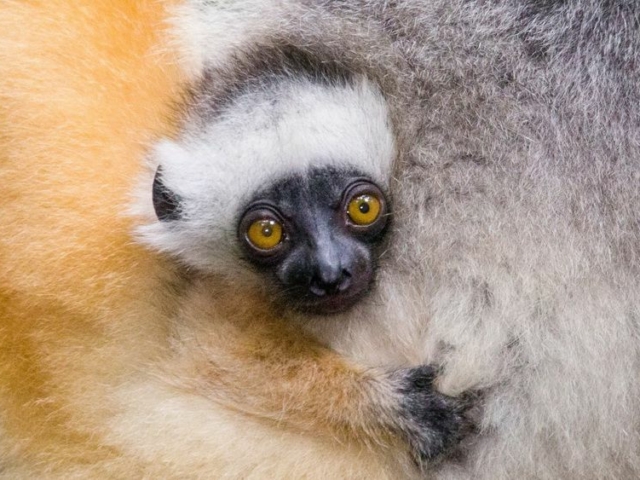 Diameded Sifaka Diameded Sifaka