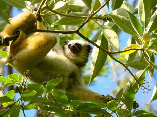Diameded Sifaka Diameded Sifaka