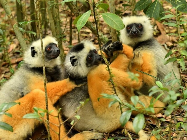 Diameded Sifaka Diameded Sifaka