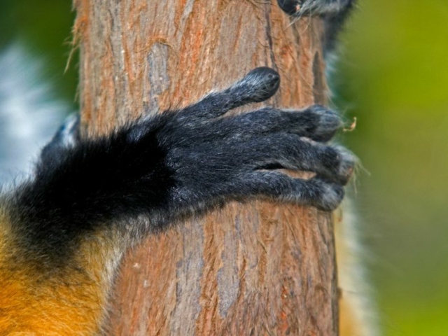 Diameded Sifaka Diameded Sifaka