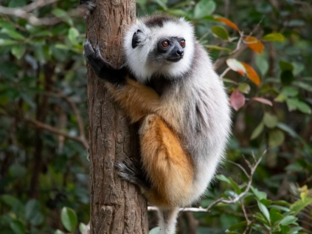 Diameded Sifaka Diameded Sifaka
