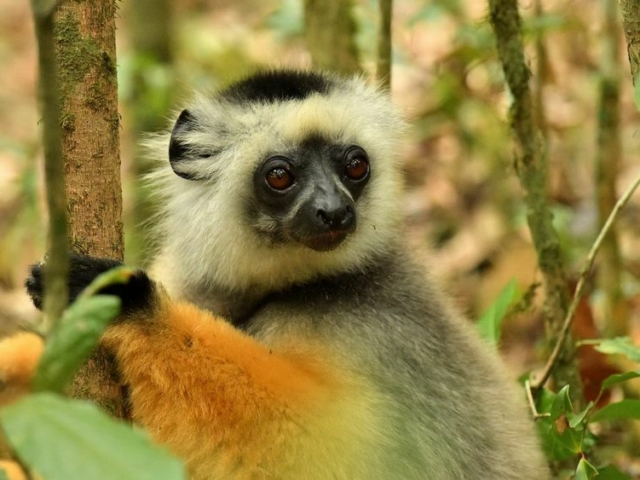 Diameded Sifaka Diameded Sifaka