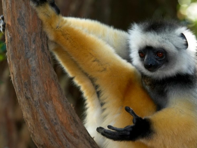 Diameded Sifaka Diameded Sifaka