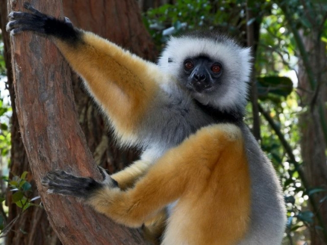 Diameded Sifaka Diameded Sifaka