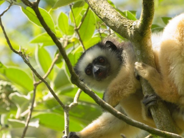 Diameded Sifaka Diameded Sifaka