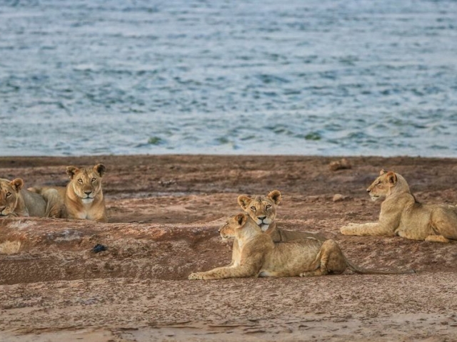 Lions in the rain Lions in the rain