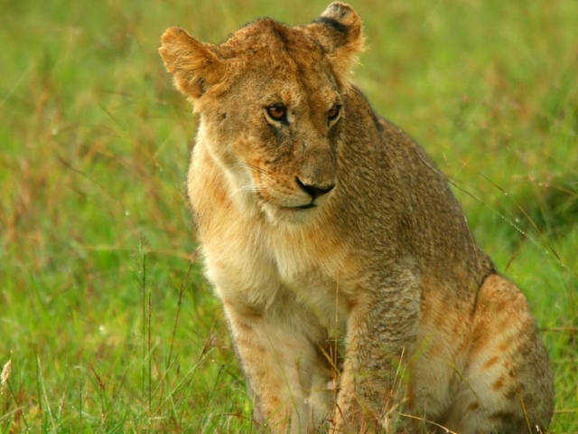 Young lion in the rain Young lion in the rain