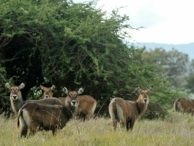 East-Africa-Wet-Seasons-15 East-Africa-Wet-Seasons-15