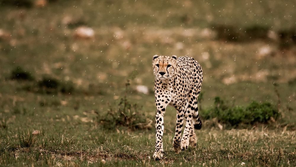 Kenya’s 2024 Park Fee Increase