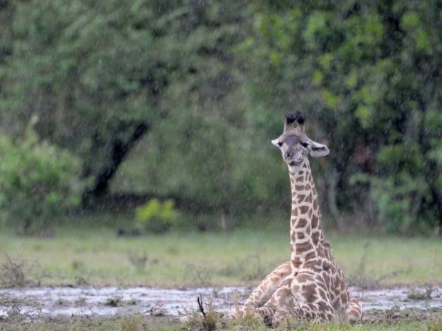 Giraffe sitting in rain in the Masai Mara Game Reserve, Kenya Giraffe sitting in rain in the Masai Mara Game Reserve, Kenya