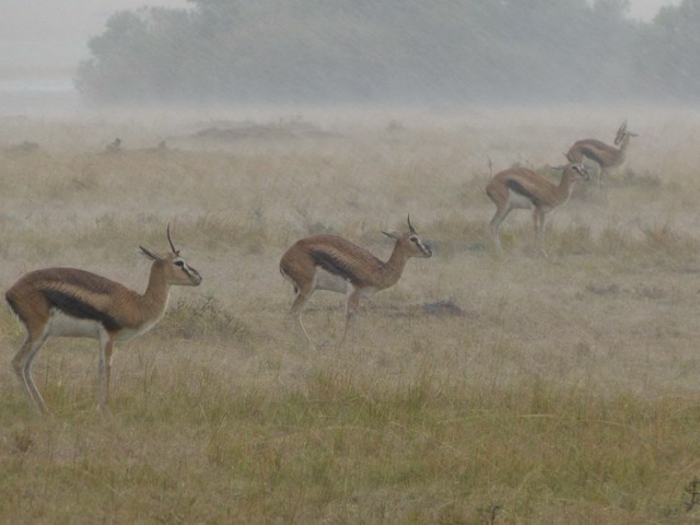Thomson's Gazelle in the rain, Serengeti National Park, Tanzania Thomson's Gazelle in the rain, Serengeti National Park, Tanzania