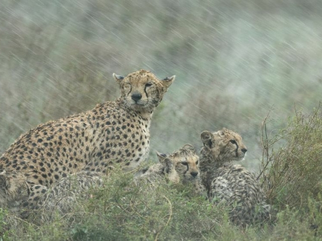 Cheetah family in the Masai Mara Game Reserve, Kenya Cheetah family in the Masai Mara Game Reserve, Kenya