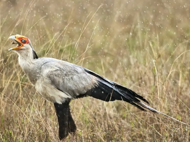 Secretary Bird in the rain, Serengeti National Park, Tanzania Secretary Bird in the rain, Serengeti National Park, Tanzania