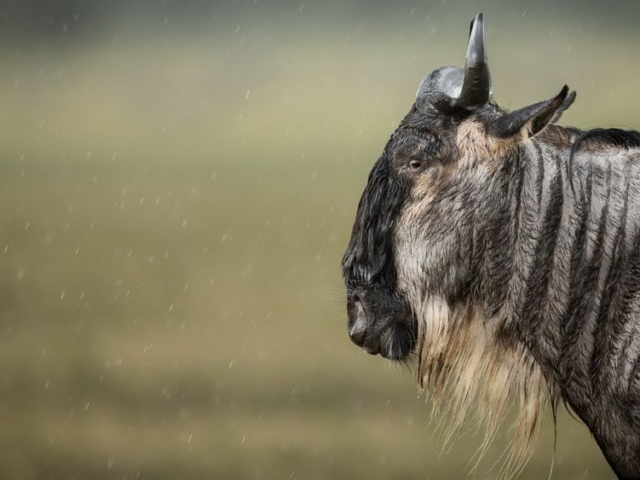 Wildebeest in the Masai Mara Game Reserve, Kenya Wildebeest in the Masai Mara Game Reserve, Kenya