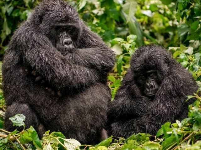 Gorillas in the rain, Rwanda Gorillas in the rain, Rwanda