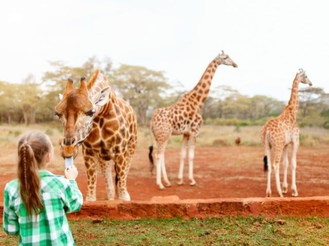 Family Safari