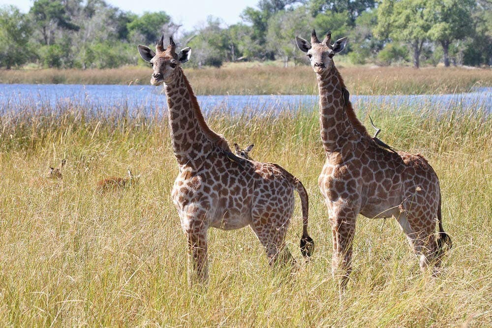 Baby Giraffes Galore!