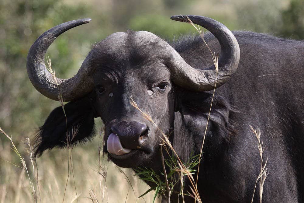 Where to go on an African Safari in June?