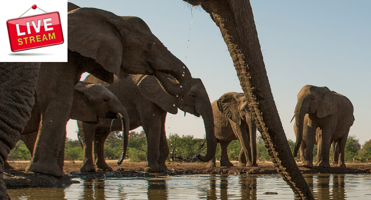 South Africa – Safari Live webcams