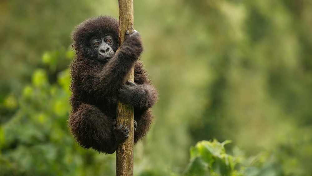 When is a good time to travel to Uganda?