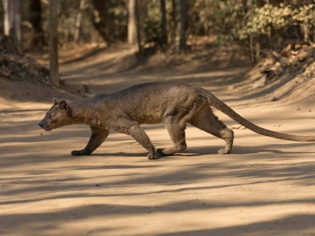 Fossa Fossa
