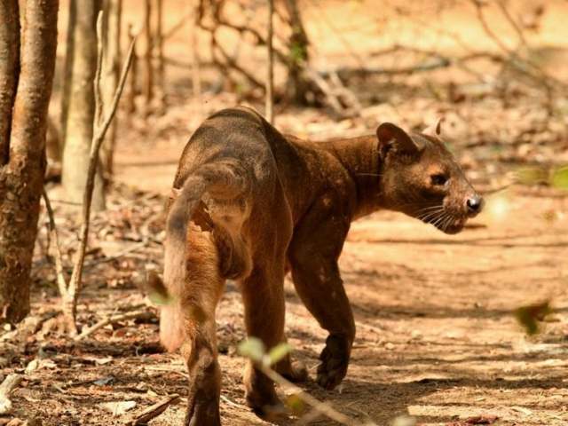 Fossa Fossa