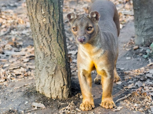 Fossa Fossa