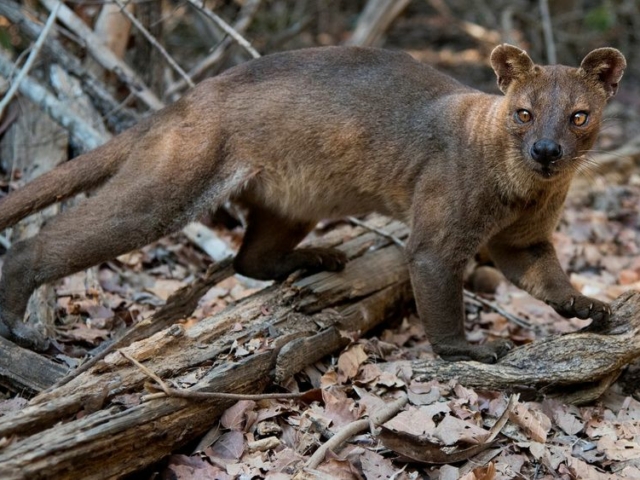 Fossa Fossa