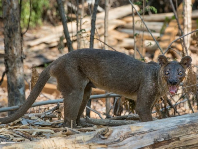 Fossa Fossa