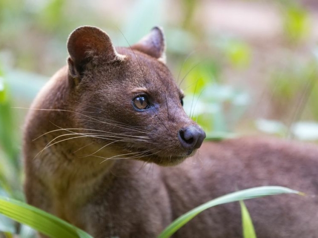 Fossa Fossa