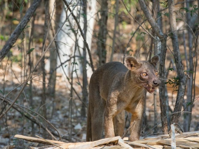 Fossa Fossa