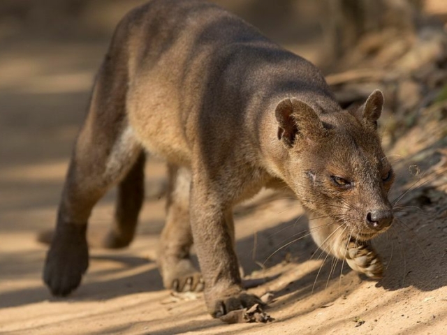 Fossa Fossa