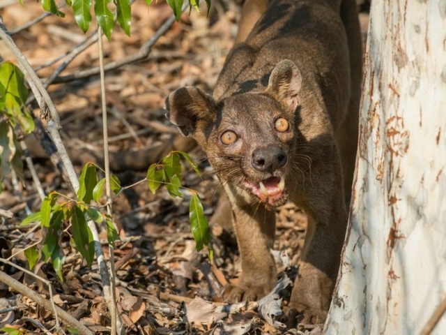 Fossa Fossa