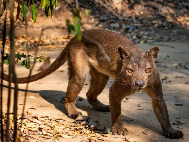 Fossa Fossa