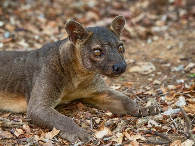 Fossa Fossa