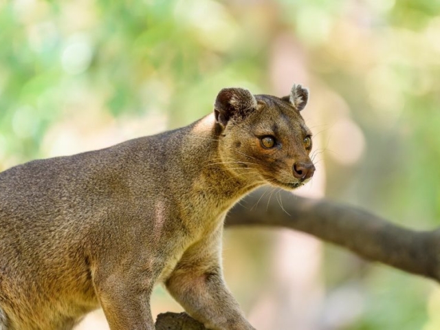Fossa Fossa