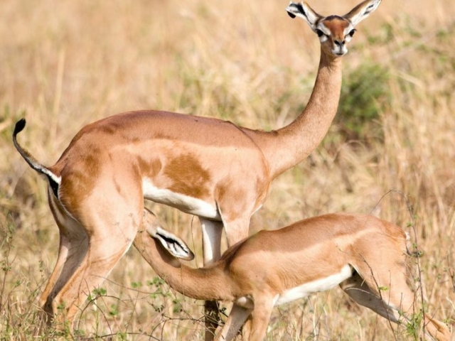 Gerenuk Gerenuk