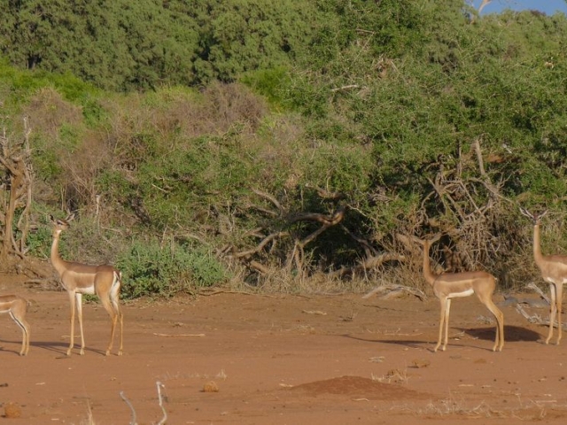 Gerenuk Gerenuk