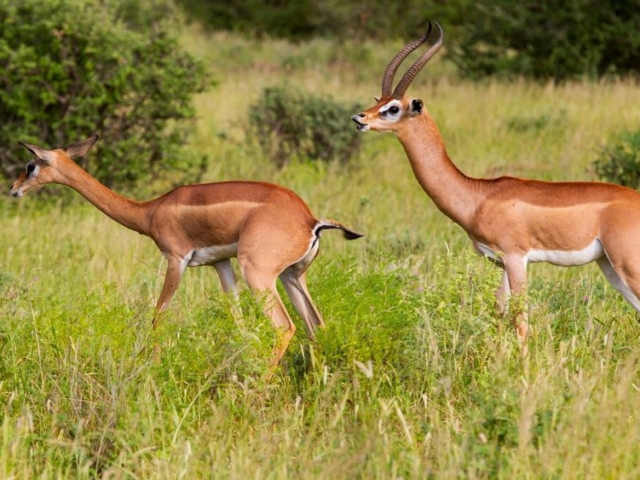 Gerenuk Gerenuk