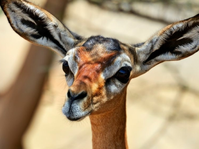 Gerenuk Gerenuk