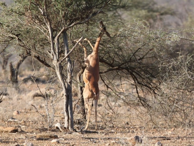 Gerenuk Gerenuk