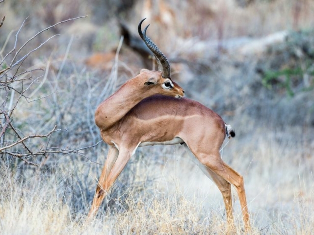 Gerenuk Gerenuk