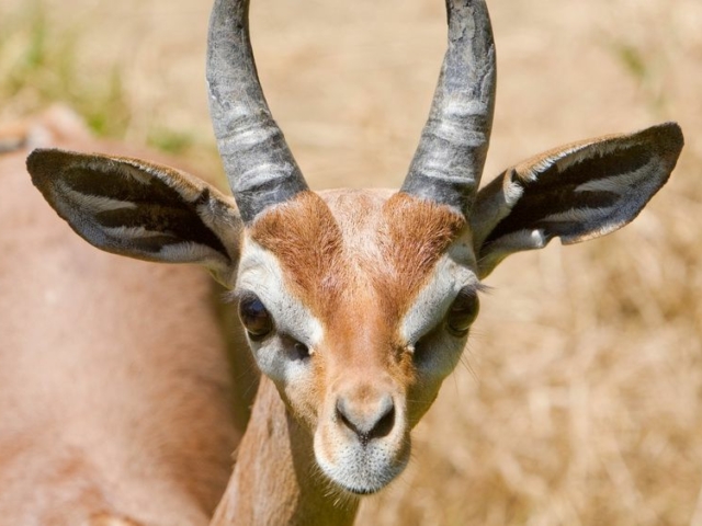 Gerenuk Gerenuk