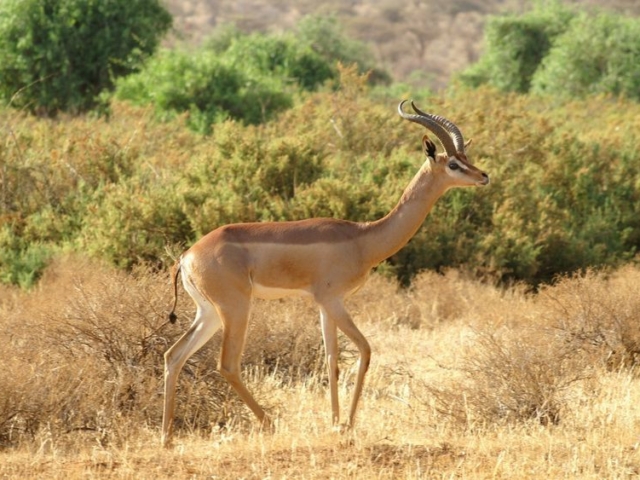 Gerenuk Gerenuk
