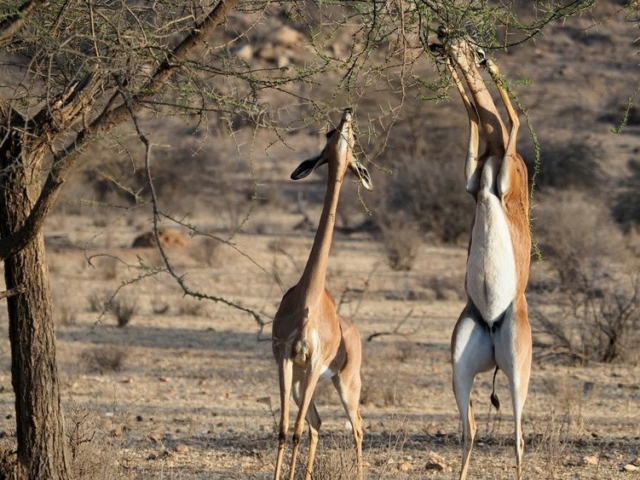 Gerenuk Gerenuk