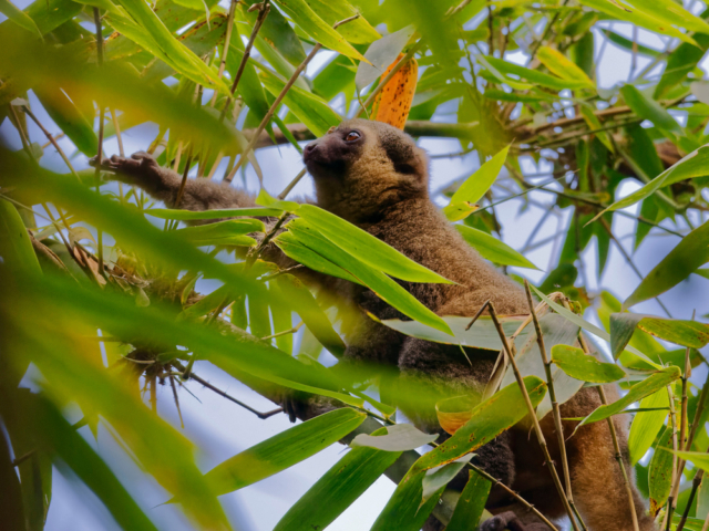 Golden Bamboo Lemur Golden Bamboo Lemur