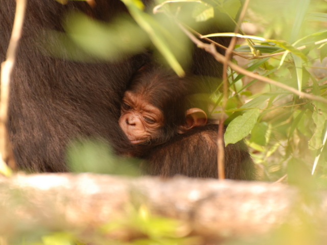 Gombe-Lodge-mm.gombe.chimps3